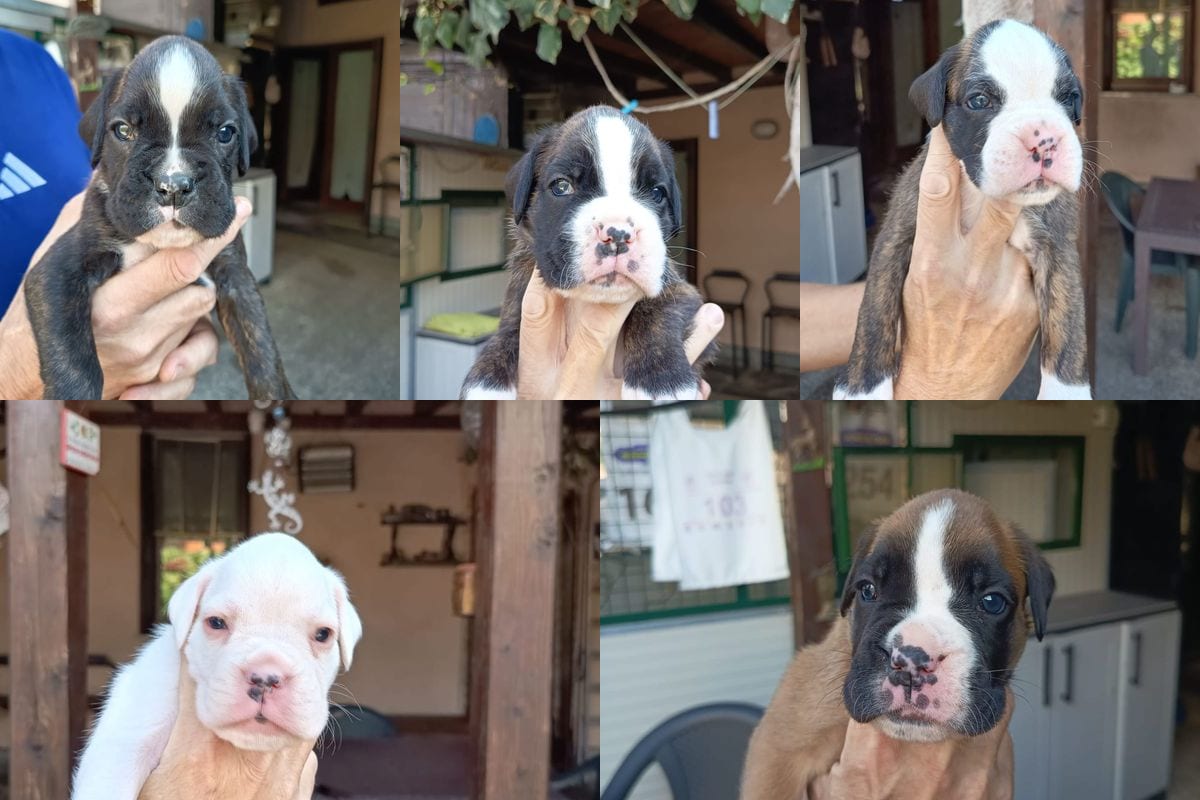 I cinque cuccioli di Boxer della cucciolata Estate-Autunno 2026: Gastone, Giotto e Ginevra tigrati, Gala-Tina bianca e Goku fulvo