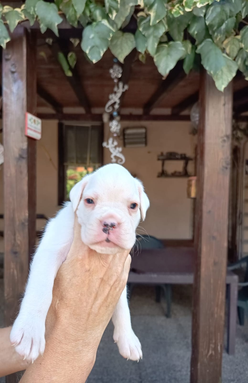 Gala-Tina, cucciola di Boxer bianca, sotto il pergolato di edera dell'allevamento