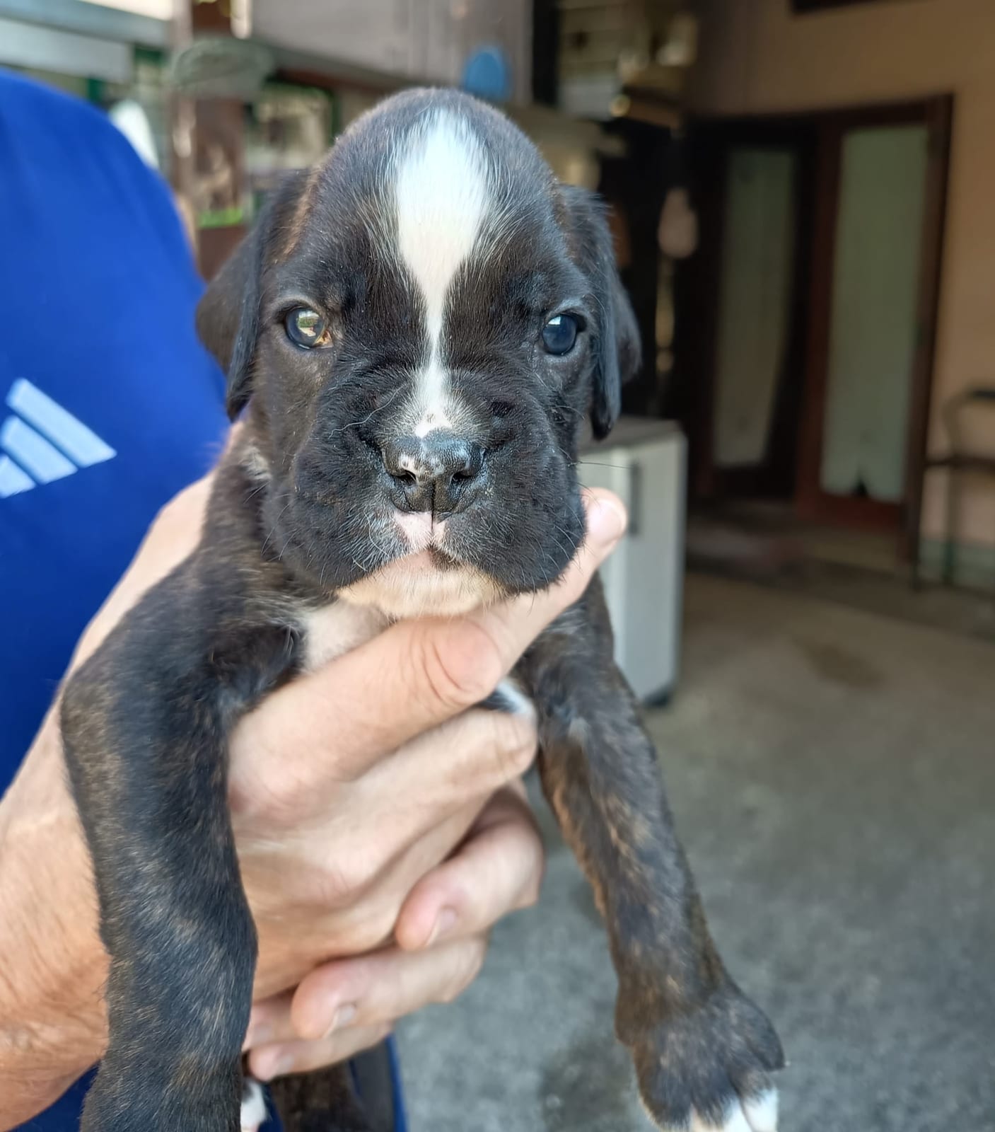 Gastone, cucciolo di Boxer maschio tigrato con la lista bianca sul muso, tenuto in mano