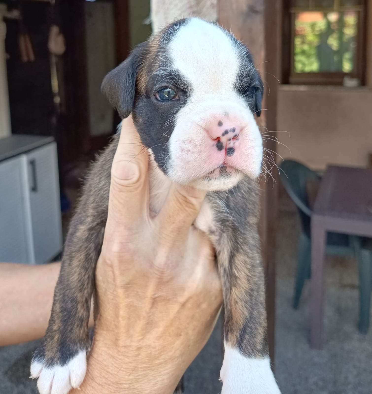 Ginevra, cucciola di Boxer tigrata con la testa e le zampe bianche