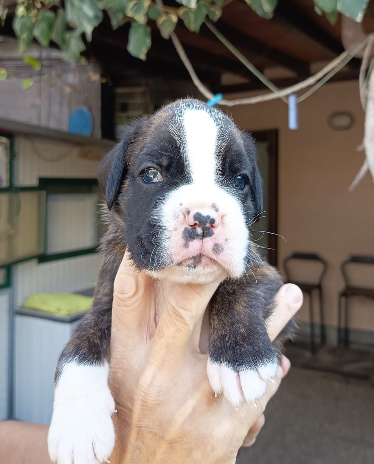 Giotto, cucciolo di Boxer maschio tigrato con muso e zampe bianche, sotto il pergolato dell'allevamento
