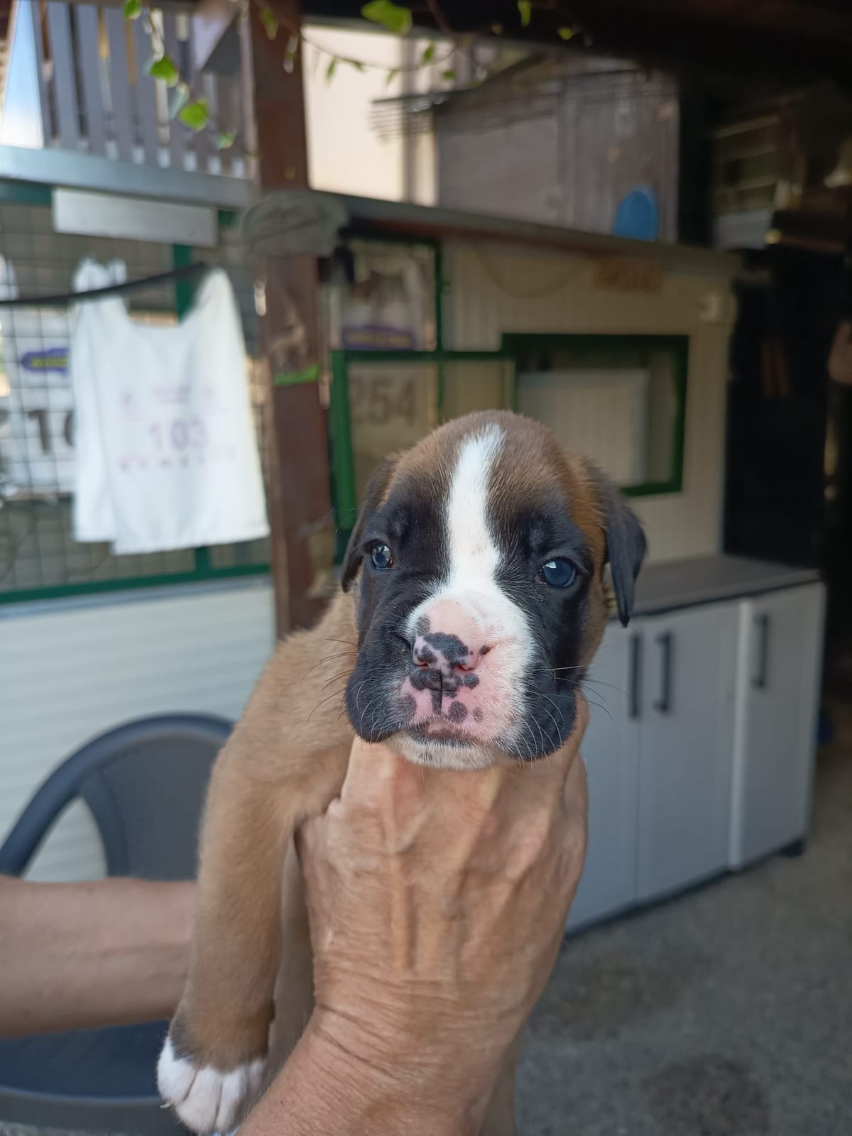 Goku, cucciolo di Boxer maschio fulvo con la maschera nera e la lista bianca