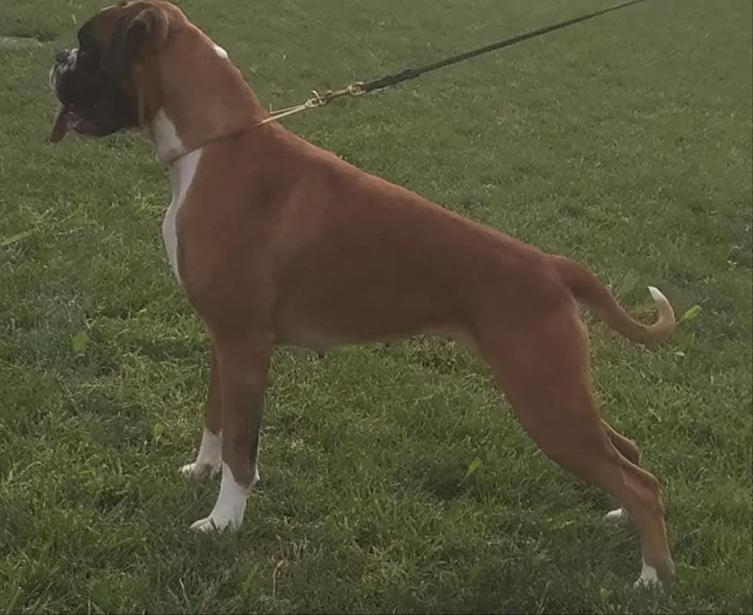 Alea, Boxer fulva di Casa Tresoldi, in posizione da esposizione sul prato