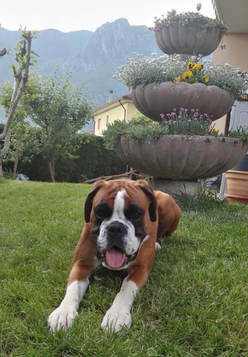 Atena, fattrice Boxer fulva di Casa Tresoldi, sdraiata sul prato del giardino con le montagne sullo sfondo