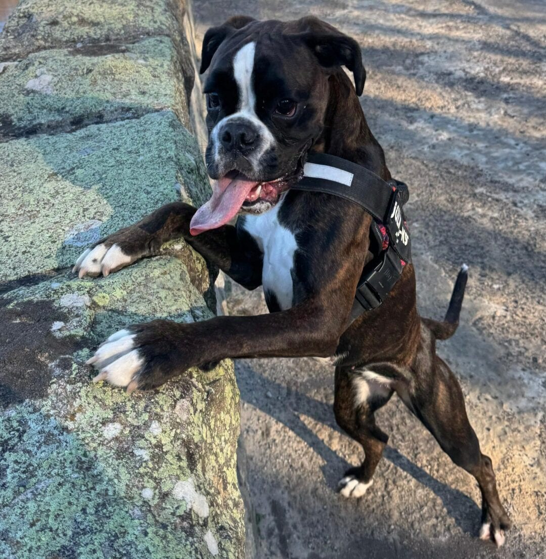 Chicca, fattrice Boxer tigrata di Casa Tresoldi, con la pettorina, appoggiata a un muretto di pietra