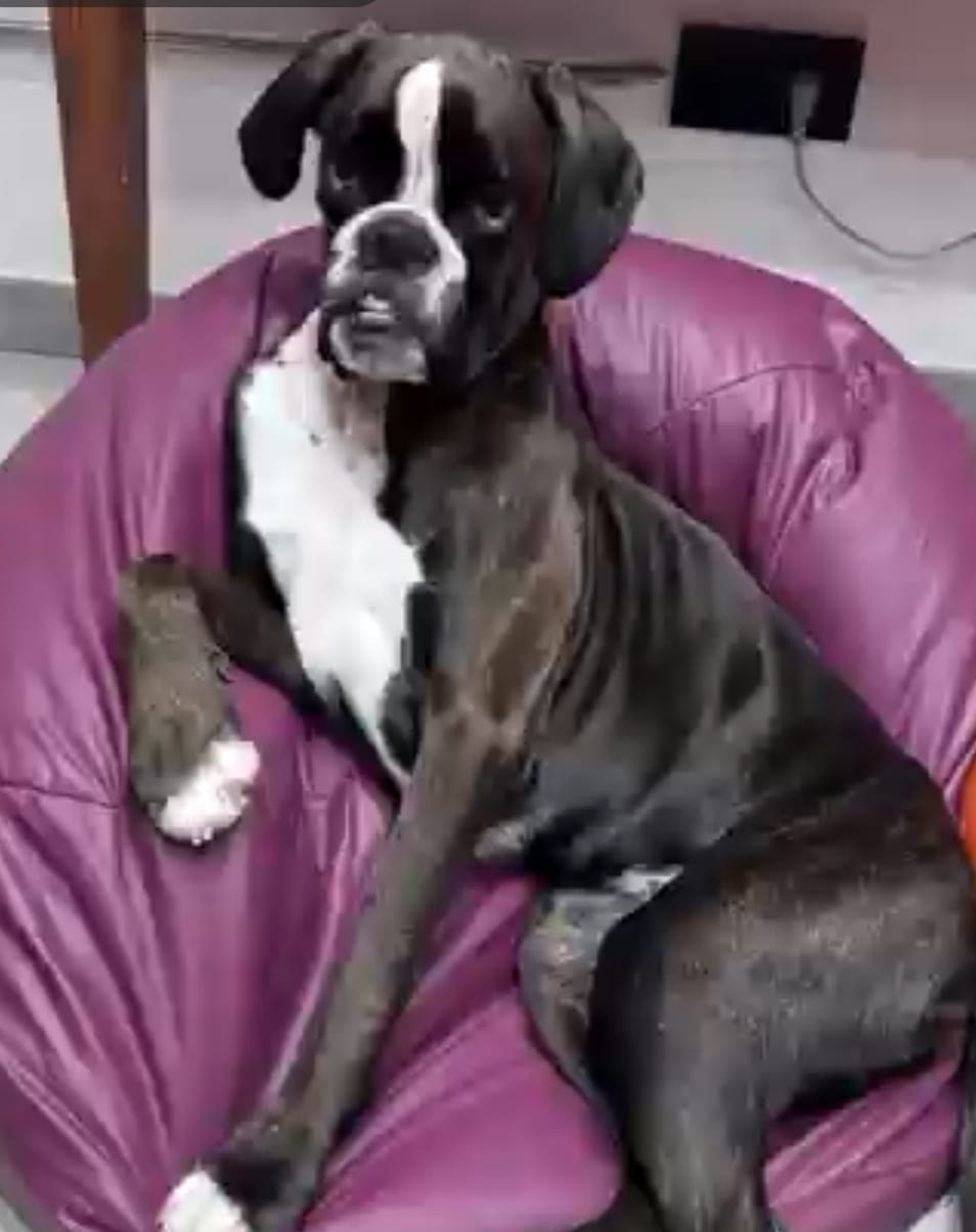 Flo, Boxer tigrata di Casa Tresoldi, seduta sul suo pouf in casa