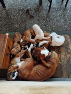 Cuccioli Boxer in vendita Casa Tresoldi