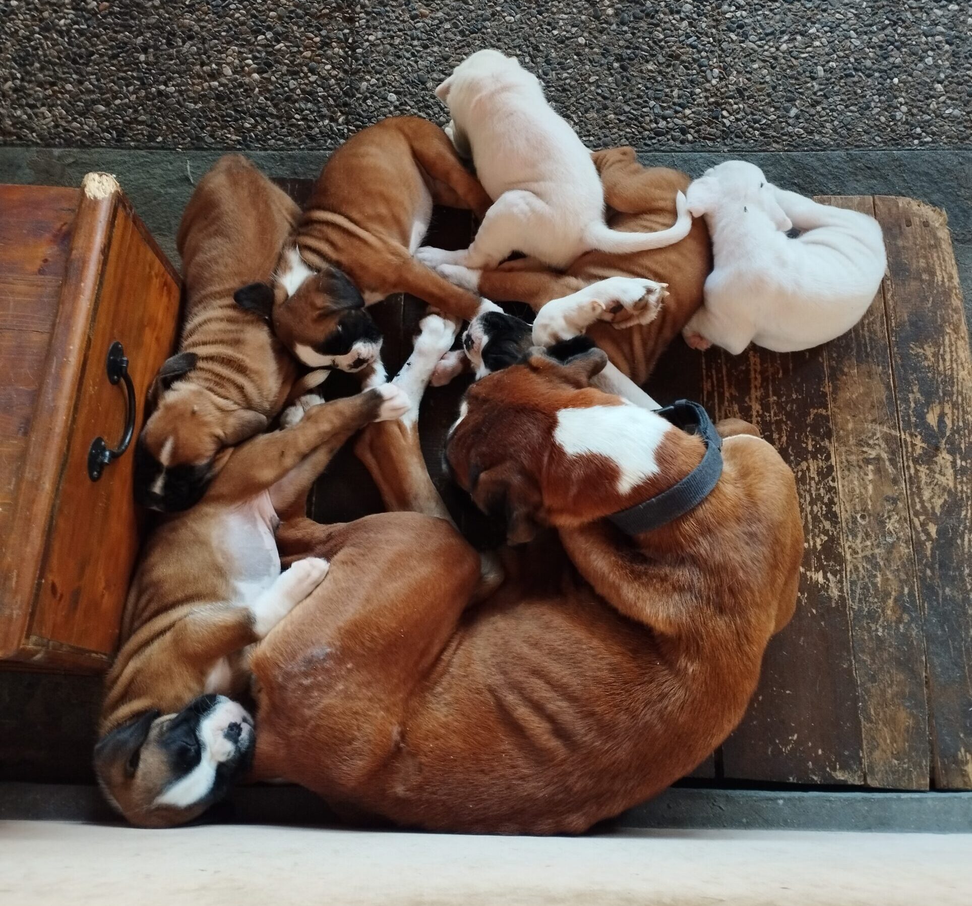 La mamma e i cuccioli della cucciolata Primavera-Estate 2025, addormentati tutti insieme
