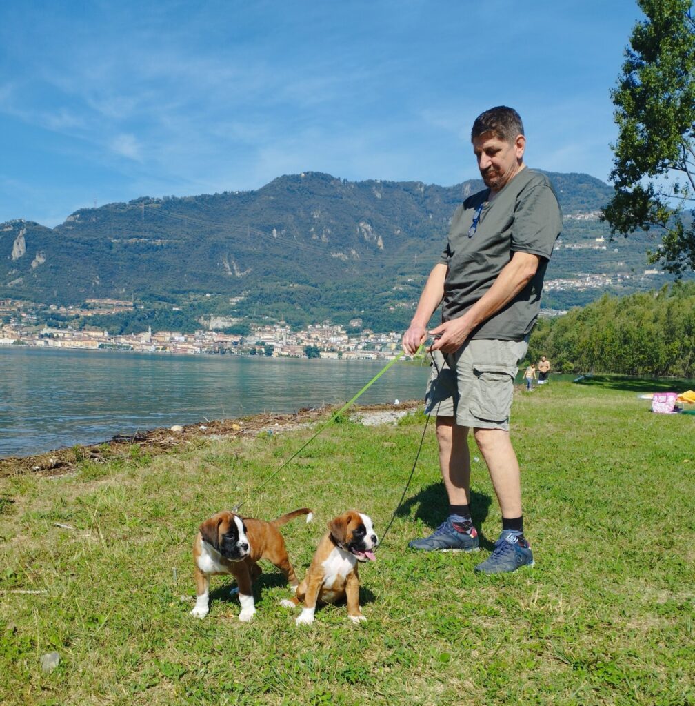 Mauro Tresoldi con una cucciolata di Boxer dell’allevamento Casa Tresoldi