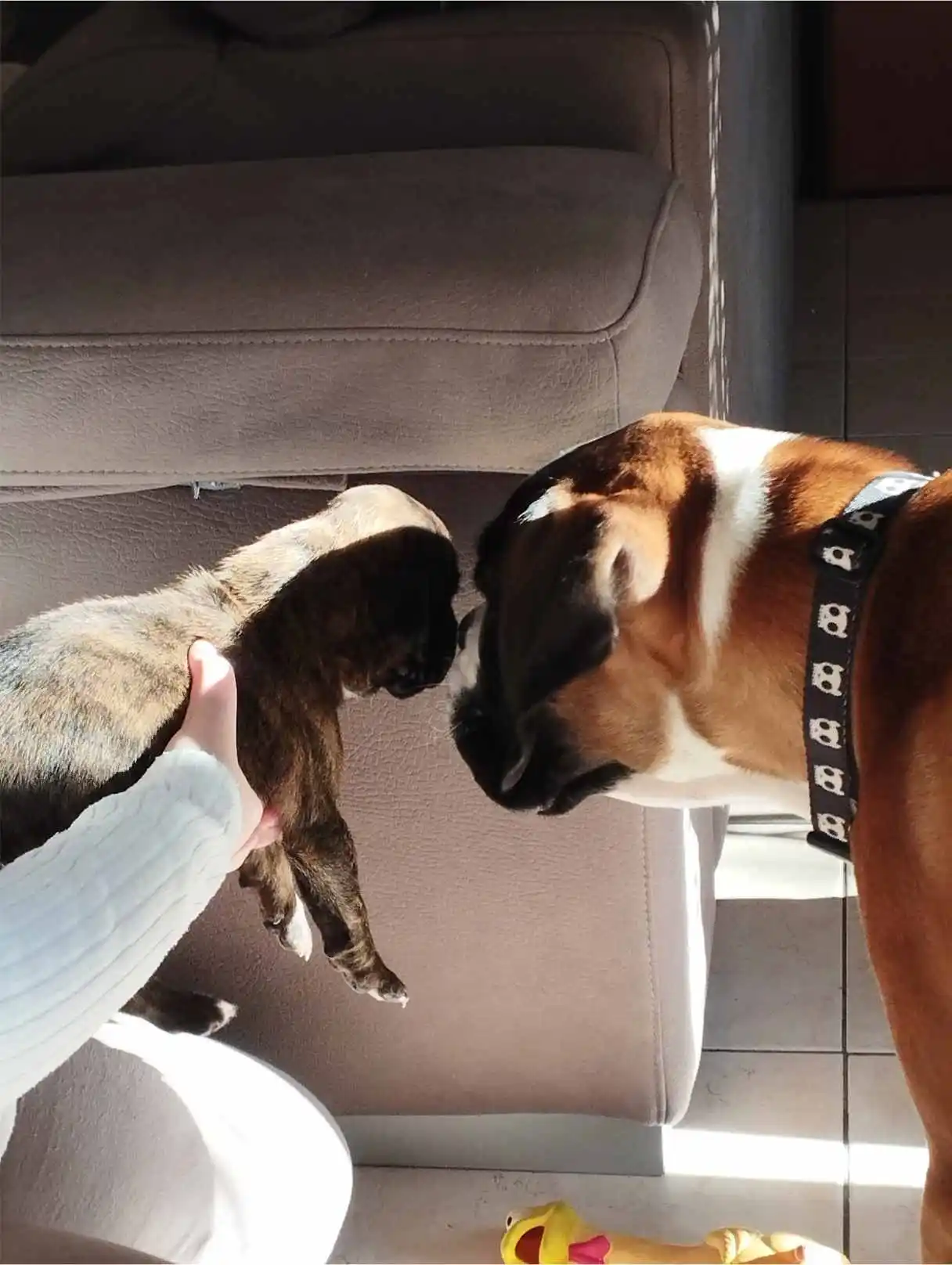 Cuccioli di boxer disponibili presso CasaTresoldi in Valle Camonica